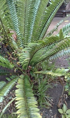 Encephalartos