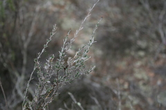 Wahlenbergia cinerea
