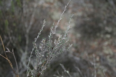 Wahlenbergia cinerea