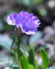 Primula glutinosa