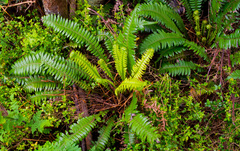 Blechnum durum