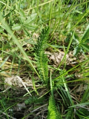 Achillea millefolium