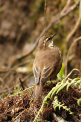 Cinclodes albidiventris