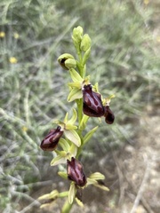 Ophrys sphegodes gortynia
