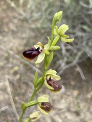 Ophrys sphegodes gortynia