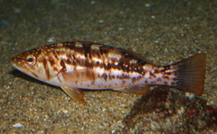 Kelp Bass photo 2