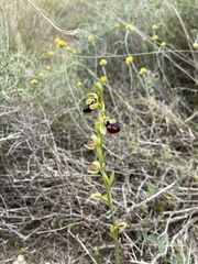 Ophrys sphegodes gortynia