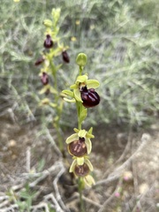 Ophrys sphegodes gortynia