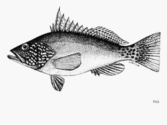 Parrot Sand Bass photo 2