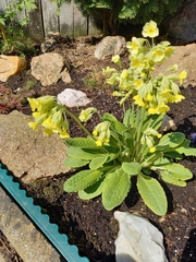Primula veris