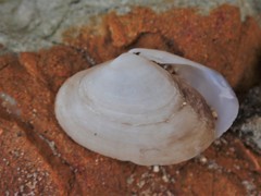 Image of Mactrotoma antecedens