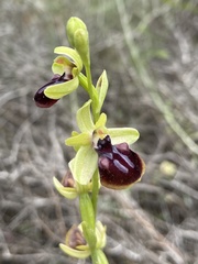 Ophrys sphegodes gortynia