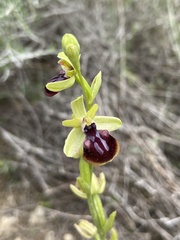 Ophrys sphegodes gortynia