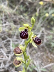 Ophrys sphegodes gortynia
