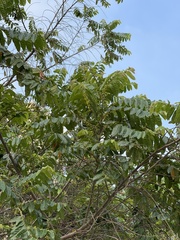 Glochidion philippicum