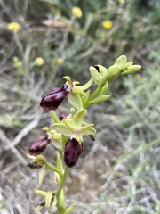 Ophrys sphegodes gortynia