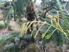 Acacia glaucocarpa
