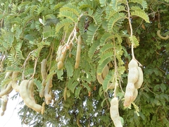 Tamarindus indica image