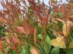 Syzygium myrtifolium