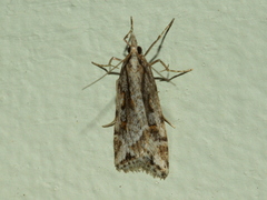 Scoparia ithyntis