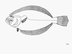 Cortez Halibut photo 2
