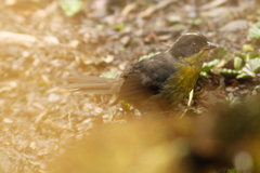 Atlapetes pallidinucha