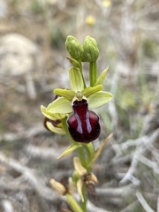 Ophrys sphegodes gortynia