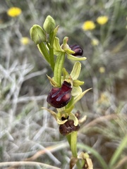 Ophrys sphegodes gortynia