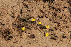 Rhynchopsidium pumilum