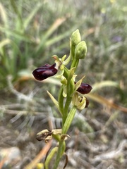 Ophrys sphegodes gortynia