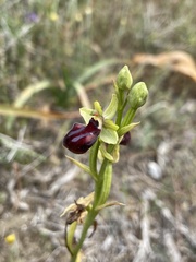 Ophrys sphegodes gortynia