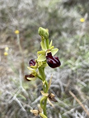 Ophrys sphegodes gortynia