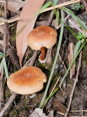 Pholiota communis