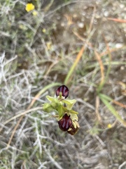 Ophrys sphegodes gortynia