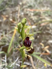 Ophrys sphegodes gortynia
