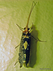 Polyplectropus altera