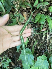 Gardneria multiflora