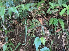 Gardneria multiflora