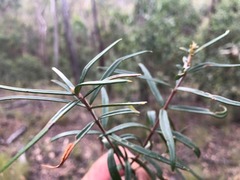 Lysicarpus angustifolius