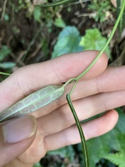 Gardneria multiflora