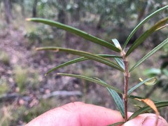 Lysicarpus angustifolius