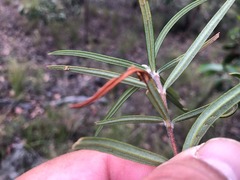 Lysicarpus angustifolius