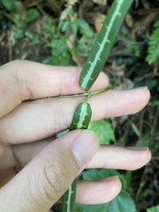 Gardneria multiflora