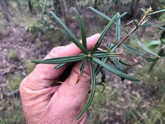 Lysicarpus angustifolius