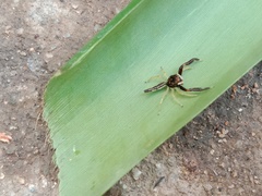 Indopadilla insularis