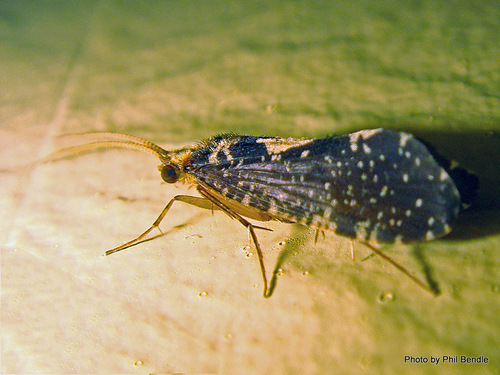 Polyplectropus altera