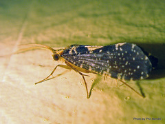 Polyplectropus altera