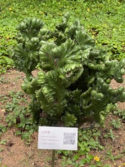 Euphorbia neriifolia