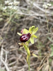 Ophrys sphegodes gortynia