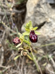 Ophrys sphegodes gortynia